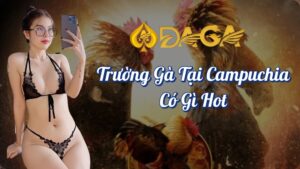 Trường gà tại campuchia có thật không?